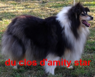 Venus brune du Clos d'Amity Star