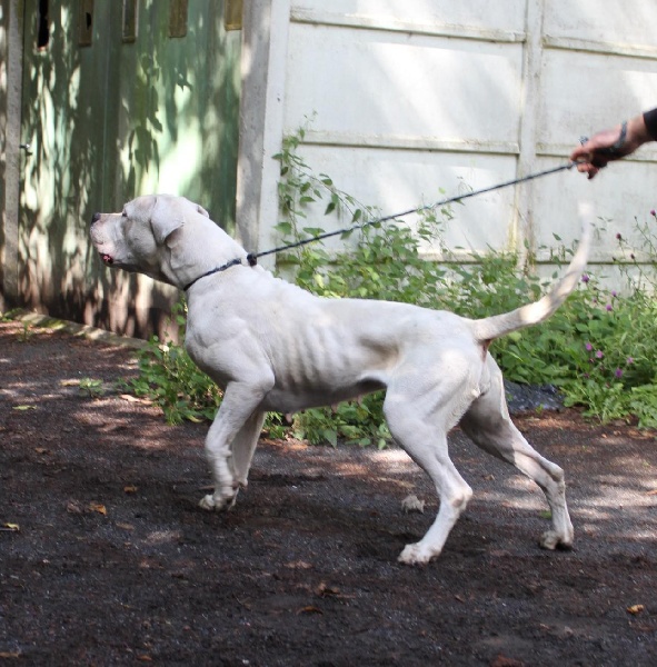 Burning heads' Ferka