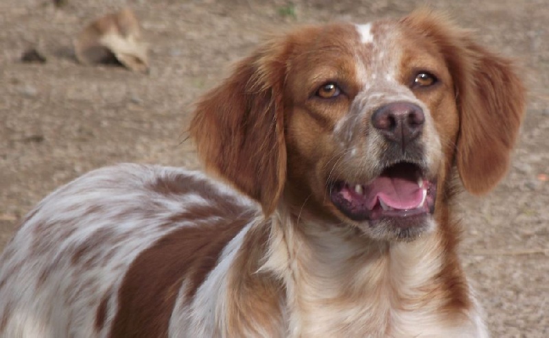 Publication : Des Terres D'alicia Auteur : morgane enault