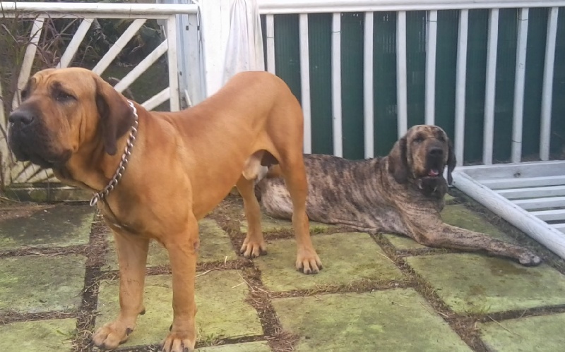 Publication : Lions of Zion Auteur : combet