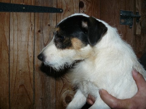 Publication : du Rocher de l'Enclume Auteur : Philippe BROHA