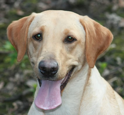 Publication : Masters of Water Auteur : Strathummel Gundogs