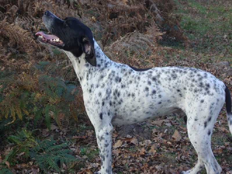 Publication : du reve d'alice Auteur : J-L BRUSTIS