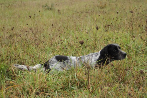 TR. CH. Caio (Sans Affixe)