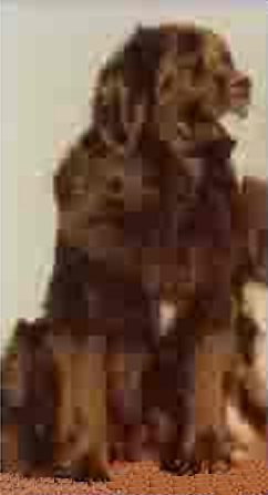 CH. Topmast's Hello dolly