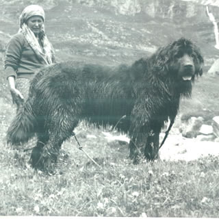 CH. Carina delle acque celesti