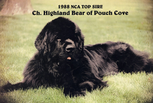CH. Higland bear of pouch cove