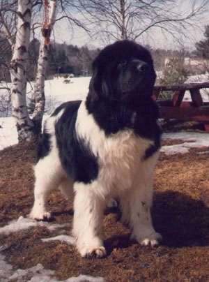 CH. Our bearbrook domino De dourga