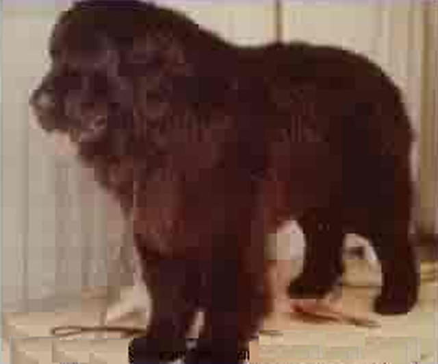 CH. Kojak outtrails of Topmast