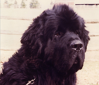 CH. Amity's bear foot Of pouch cove