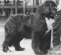CH. little bears Royal top gallant