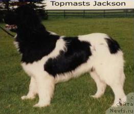 CH. Topmast's Jackson