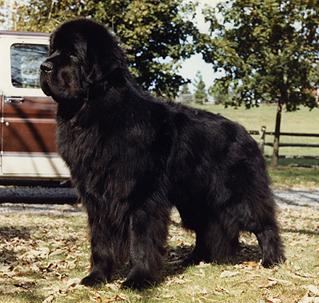CH. Of pouch cove Gref of newton ark