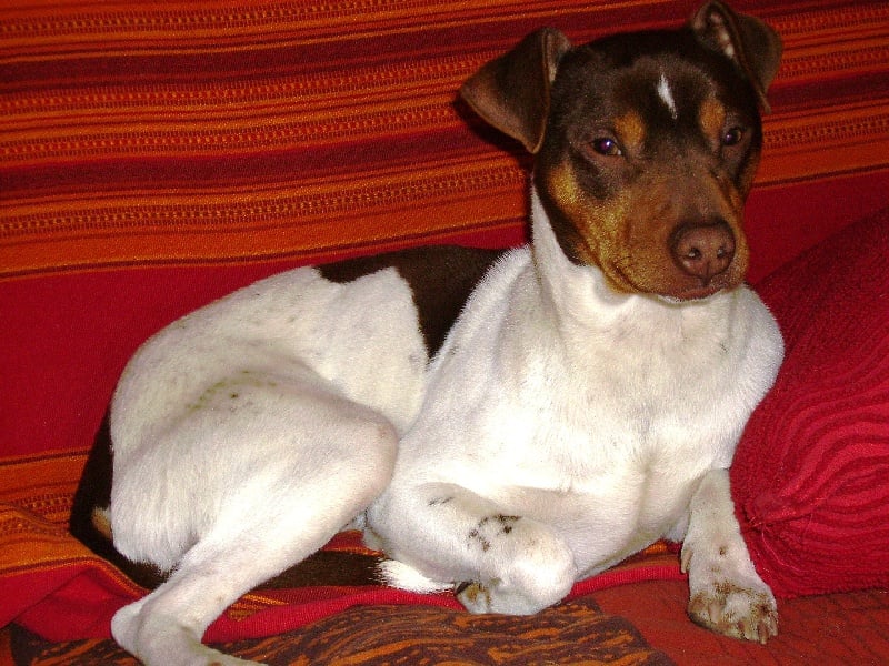 Publication : de l'Archange foudroyant 