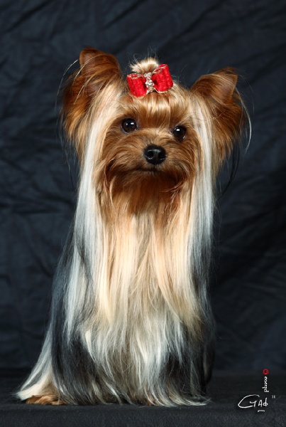 Publication : O'sborg Of Love Auteur : GAD