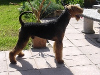 Étalon Airedale Terrier - Kindred kirm of stock lots