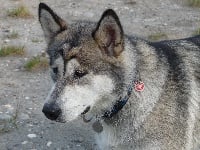 Étalon Alaskan Malamute - Eskimo Otsakume du Vercors