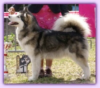 Étalon Alaskan Malamute - CH. Staghorn's Pinch me i'm dreaming
