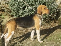 Étalon Beagle-Harrier - Elite du minez guellec