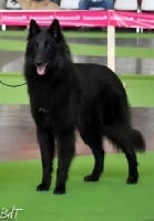 Étalon Berger Belge - CH. Fernanda des Loups De Mousette