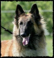 Étalon Berger Belge - CH. Fanny des Loups De Mousette