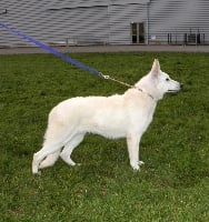 Étalon Berger Blanc Suisse - Bulletblanc Ghost