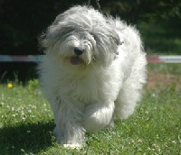 Étalon Berger Polonais de plaine - Bergame du Clos des Vignettes