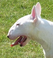Étalon Bull Terrier Miniature - Fantine du Domaine d'Yspahan