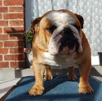 Étalon Bulldog Anglais - Flambeau de l'ancien Presbytère