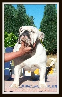 Étalon Bulldog Anglais - Jessy columbo bulls