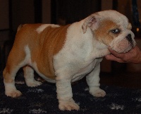 Étalon Bulldog Anglais - columbo bulls Kate