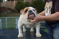 Étalon Bulldog Anglais - Gwen Tania-bulls