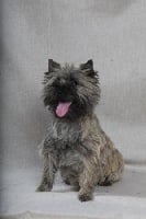 Étalon Cairn Terrier - Egérie girl De la terrardiere