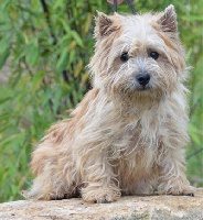 Étalon Cairn Terrier - Fantaizy de dame nature