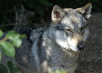 Étalon Chien-loup tchecoslovaque - CH. Darwen de la louve blanche