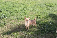 Étalon Chihuahua - Favori Du Paradis Des Icones
