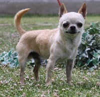 Étalon Chihuahua - CH. Ulises de petit kewells