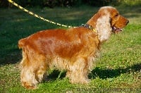 Étalon Cocker Spaniel Anglais - Eden. de la tribu de céra