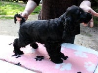 Étalon Cocker Spaniel Anglais - Glynis des portes de la moria