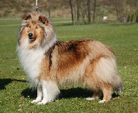 Étalon Colley à poil long - CH. Scottlyme French kiss