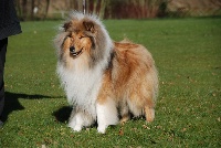 Étalon Colley à poil long - CH. Scottlyme Im your man