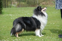 Étalon Colley à poil long - Lansingh's Nick and sneak