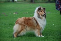 Étalon Colley à poil long - Scottlyme Ginger love