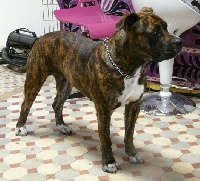 Étalon Dogue de Majorque - zvezda askony Ventaja lady ljy passion