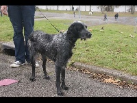 Étalon Epagneul bleu de Picardie - Evora De La Petite Bourdonnière