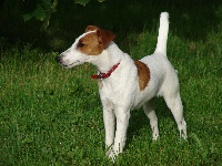 Étalon Fox Terrier Poil lisse - Cerise De Grosbois