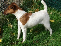 Étalon Fox Terrier Poil lisse - Chipie du Puits Connors