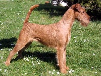 Étalon Irish Terrier - CH. Ofelia del cardale