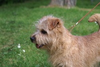 Étalon Norfolk Terrier - Askan Encore elle