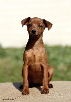 Étalon Pinscher nain - Gate De la Maison d'Este